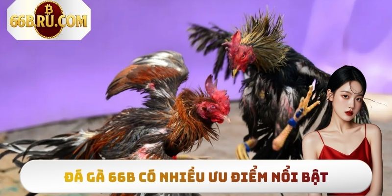 Đá gà 66b có loạt ưu điểm nổi trội so với thị trường