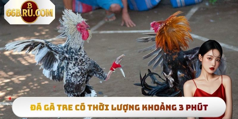 Mỗi trận đá gà tre chỉ kéo dài khoảng 3 phút